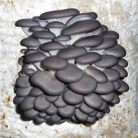 Blue Oyster Mushroom Grain Spawn 1 Lb Ready To Use