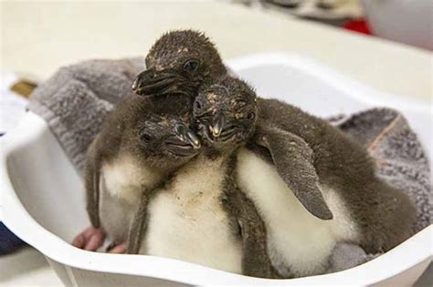 Kansas City Zoo’s first-ever macaroni penguin chicks hatch | FOX 4 ...