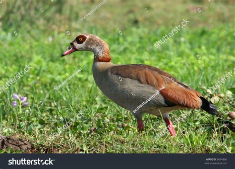 African Goose Stock Photo 6674896 : Shutterstock