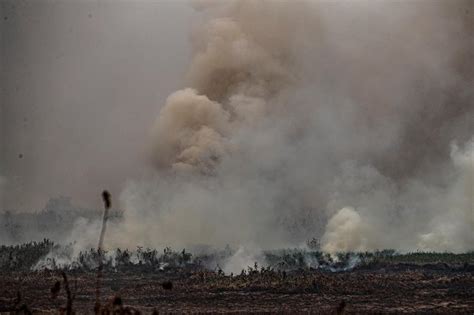 WWF Alerta De Amenazas Sobre El Pantanal El Mayor Humedal Del Planeta