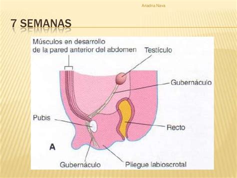 Descenso De Los Testículos 1a