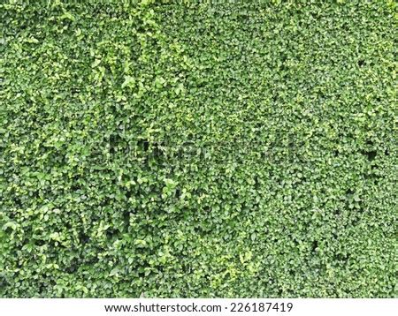 Ornamental Shrubs Images Search Images On Everypixel