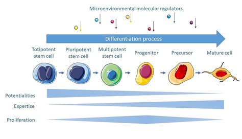 Pluripotent Stem Cells Potentialities And Differentiation Abilities