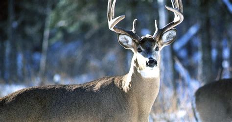 Dnr Announces 2022 Deer Season Preliminary Harvest Results Cwd