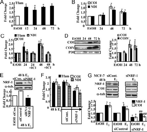 Nrf Target Gene Expression Is Increased In E Treated Mcf Cells