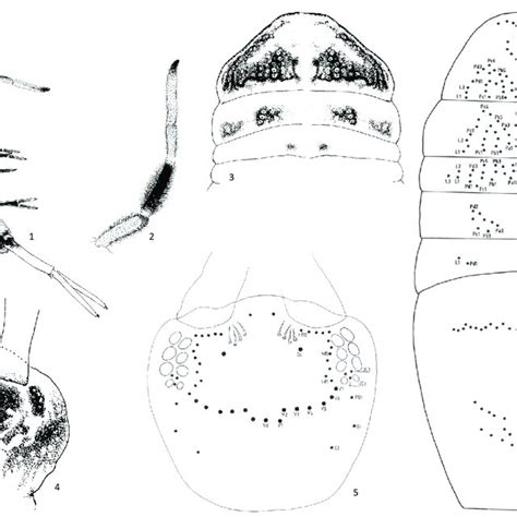 Dicranocentroides Duduaensis Sp Nov 1 Habitus Showing Lateral Download Scientific Diagram