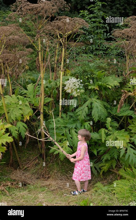 Heracleum Mantegazzianum Person Fotos Und Bildmaterial In Hoher