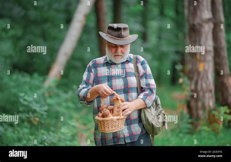 Mature Man With Mushrooms In Basket Over Forest Background Old Man Walking Grandpa Pensioner