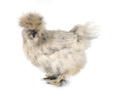 Gallina Japonesa O Gallina Sedosa Del Japón Características Carácter