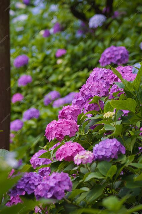 Premium Photo | Hydrangea of Kamakura Hasedera Temple