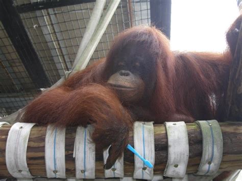 全台動物園「狒狒」大揭秘！桃園主角「東非狒狒」口鼻較長，六福村更擁有超過160隻 Line購物