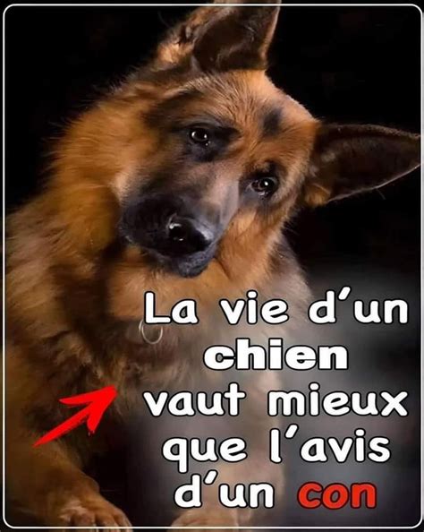 Pingl Sur Chiens Citation Animaux Citation Gratuit