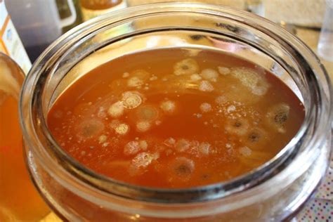 What Scoby Mold Looks Like And How To Prevent It