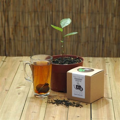 Green Tea Plant Kit Camellia Sinensis This Amazing Kit Has All You