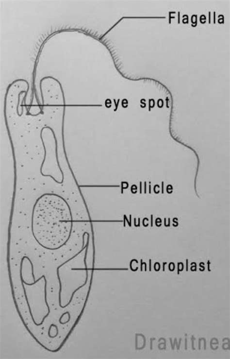 Diagram Of Unicellular Organism