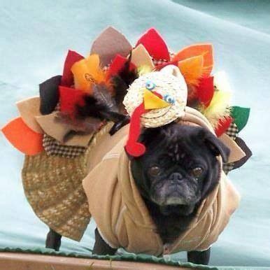 Turkey Pug! | Funny cute, Pugs, French bulldog