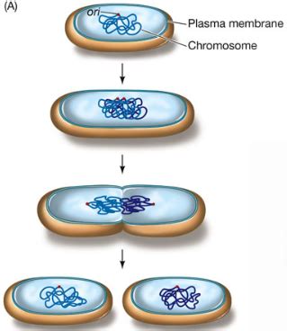 Cell Division Flashcards Quizlet