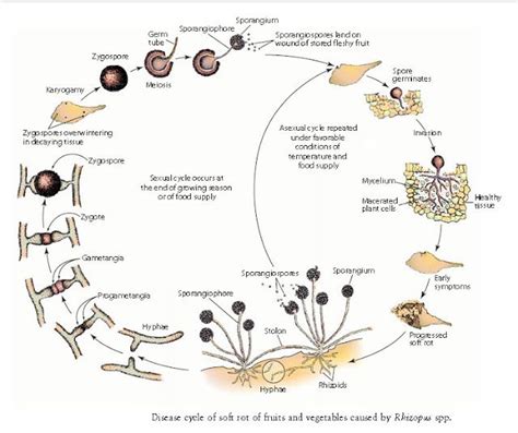 Rhizopus Life Cycle Diagram