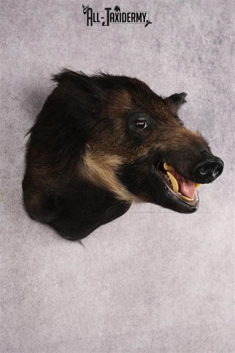 African Bush Pig SKU 2659 - All Taxidermy