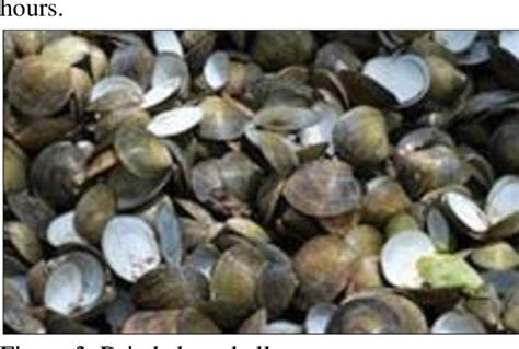 Figure 2 From Processing Of Shellfish Shell Waste As Fish And Poultry