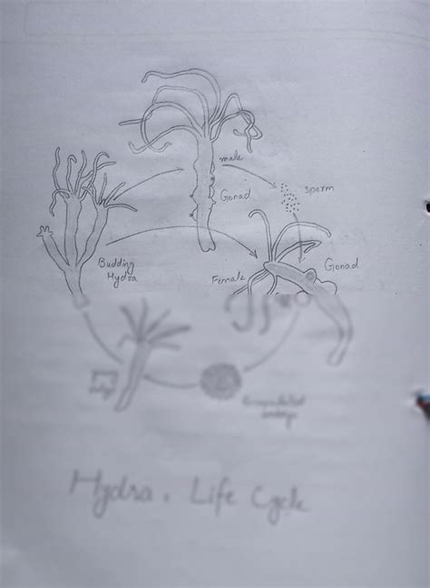 SOLUTION: Hydra life cycle study of phylum cnidaria - Studypool