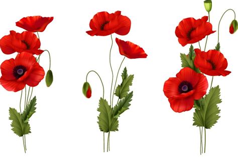 Red Poppies Royalty Free Vector Image Vectorstock