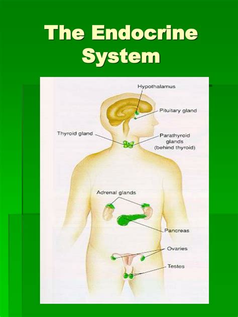 Ppt The Endocrine System Powerpoint Presentation Free Download Id9556940