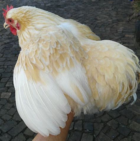 Pekin Bantams Rsa Quality Rare Coloured Pekins Pekin Bantams Rsa Bantam Chickens Rare