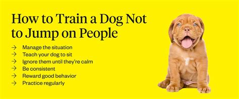 how to get dogs to stop jumping on people