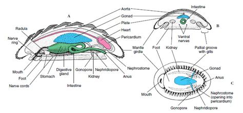 Polyplacophora Anatomy