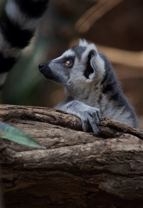 bronx zoo snob