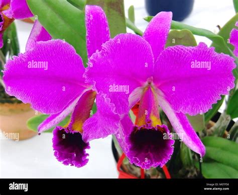 Cattleya Percivaliana Forma Rubra Veneno Stockfotografie Alamy