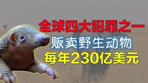 揭露全球四大犯罪之一：贩卖野生动物，每年230亿美元交易额野生动物新冠肺炎新浪新闻