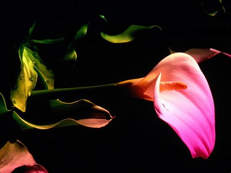 Hd Wallpaper Flowers Calla Lily Wallpaper Flare