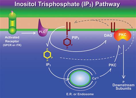 The Inositol Trisphosphate Ip3 Signal Transduction Pathway Science Signaling