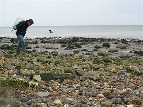 Warden Point (Isle of Sheppey) | Discovering Fossils