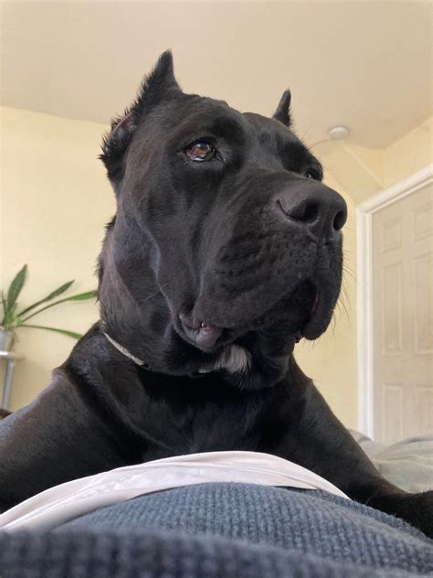 Update on rescue Cane Corso Medusa aka Nixxi : r/CaneCorso