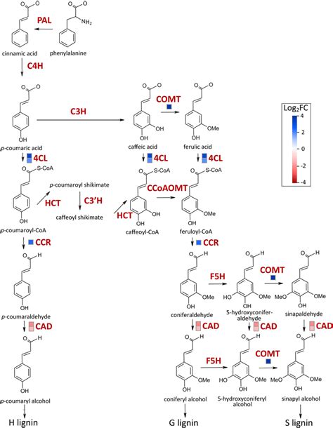 Transcripts corresponding to lignin biosynthesis pathway enzymes... | Download Scientific Diagram