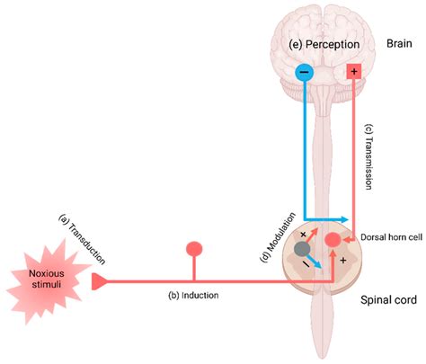 The Main Components In The Pain Pathway A Transduction B