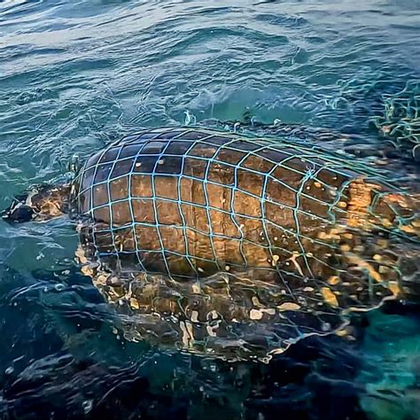 MICHELANGELA Turtle Rescue Rehabilitation In The Maldives