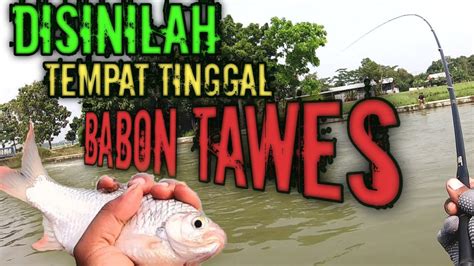 MANCING IKAN LALAWAK DI SPOT IRIGASI KARAWANG YouTube