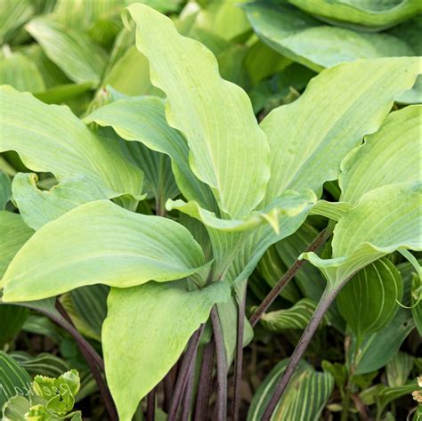 Funkia Hosta Red October Staudemarken Gode Stauder Her