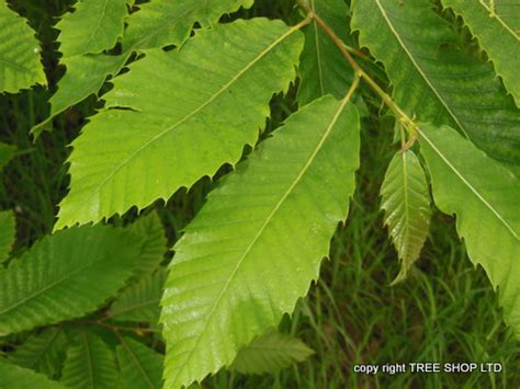 Sweet Chestnut (Castanea Sativa) - Tree Nursery UK