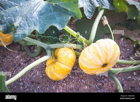 Pumpkins In Pumpkin Patch Stock Photo Alamy