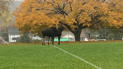 Pair Of Moose Capture Attention At Sudbury High School CTV News