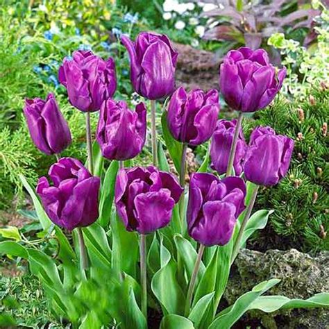 Tulpe Purple Rain 67792 blumenzwiebeln Günstiger kaufen bei