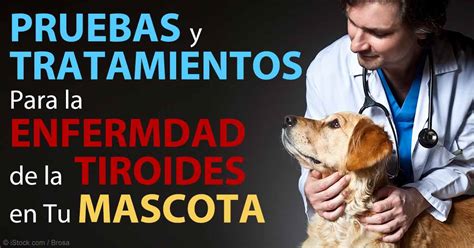 C Mo Se Diagnostica El Hipotiroidismo En Perros