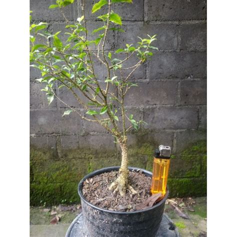 Jual Bahan Bonsai Sakura Mikro Realpict Akar Mantap Batang Lumayan