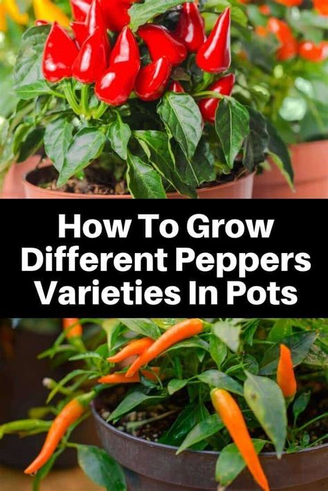 Growing peppers in containers how to guide – Artofit