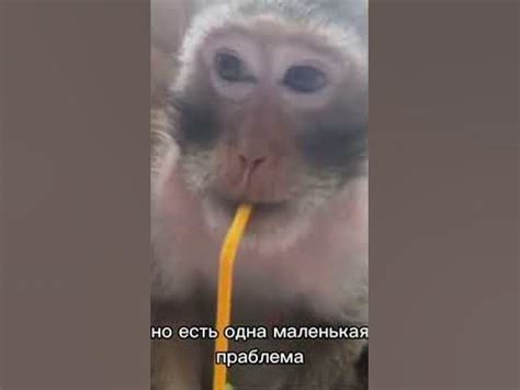 Бибизяна - YouTube